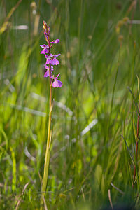 Anacamptis palustris (Orchidaceae)  - Anacamptide des marais, Orchis des marais Marne [France] 25/05/2011 - 90m