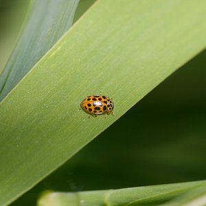 Anisosticta novemdecimpunctata (Coccinellidae)  - Coccinelle à dix-neuf points - 19-spot Ladybird Nord [France] 21/05/2011 - 170m