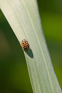 Anisosticta novemdecimpunctata (Coccinellidae)  - Coccinelle à dix-neuf points - 19-spot Ladybird Nord [France] 21/05/2011 - 180m