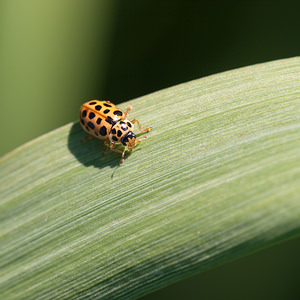 Anisosticta novemdecimpunctata Coccinelle à dix-neuf points 19-spot Ladybird