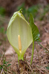 Arum italicum (Araceae)  - Gouet d'Italie, Pied-de-veau, Arum dItalie - Italian Lords-and-Ladies Dordogne [France] 03/05/2011 - 160m