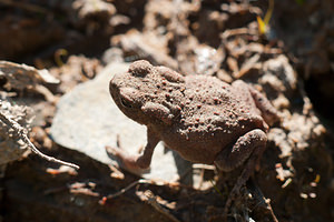 Bufo bufo (Bufonidae)  - Crapaud commun - Common Toad Ardennes [France] 21/05/2011 - 310m