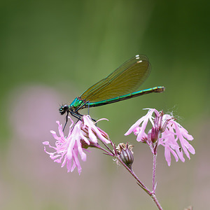 Calopteryx virgo (Calopterygidae)  - Caloptéryx vierge - Beautiful Damselfly Dordogne [France] 03/05/2011 - 90m