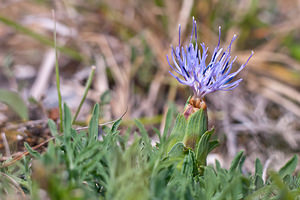 Carthamus mitissimus (Asteraceae)  - Carthame très doux, Cardoncelle molle, Cardoncelle très douce, Mitine, Petit chardon sans épines Dordogne [France] 03/05/2011 - 130m