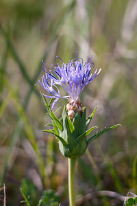 Carthamus mitissimus (Asteraceae)  - Carthame très doux, Cardoncelle molle, Cardoncelle très douce, Mitine, Petit chardon sans épines Dordogne [France] 03/05/2011 - 140m