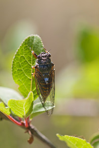 Cicadetta montana (Cicadidae)  - Cigale des montagnes, Petite cigale montagnarde - New Forest Cicada Marne [France] 25/05/2011 - 160m