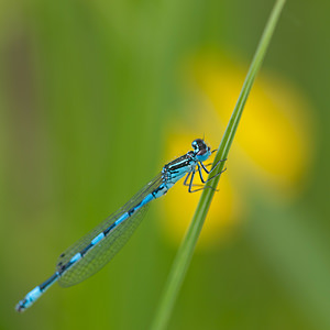 Coenagrion mercuriale (Coenagrionidae)  - Agrion de Mercure - Southern Damselfly Dordogne [France] 03/05/2011 - 90m