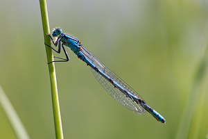 Enallagma cyathigerum (Coenagrionidae)  - Agrion porte-coupe - Common Blue Damselfly Nord [France] 21/05/2011 - 180m
