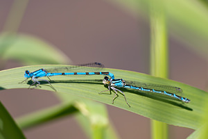 Enallagma cyathigerum (Coenagrionidae)  - Agrion porte-coupe - Common Blue Damselfly Nord [France] 21/05/2011 - 180m