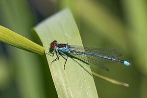 Erythromma najas (Coenagrionidae)  - Naïade aux yeux rouges - Red-eyed Damselfly Nord [France] 21/05/2011 - 180m