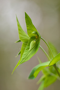Euphorbia lathyris (Euphorbiaceae)  - Euphorbe épurge, Euphorbe des jardins, Herbe-aux-taupes - Caper Spurge Dordogne [France] 03/05/2011 - 250m