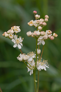 Filipendula vulgaris (Rosaceae)  - Filipendule commune, Spirée filipendule, Filipendule à six pétales, Filipendule vulgaire - Dropwort Dordogne [France] 03/05/2011 - 170m