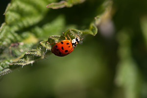 Harmonia axyridis (Coccinellidae)  - Coccinelle asiatique, Coccinelle arlequin - Harlequin ladybird, Asian ladybird, Asian ladybeetle Marne [France] 25/05/2011 - 80mforme succinea