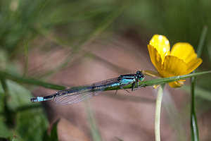 Ischnura elegans (Coenagrionidae)  - Agrion élégant - Blue-tailed Damselfly Nord [France] 21/05/2011 - 180m