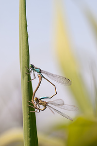 Ischnura elegans (Coenagrionidae)  - Agrion élégant - Blue-tailed Damselfly Nord [France] 21/05/2011 - 180m