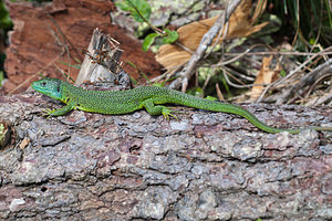 Lacerta bilineata (Lacertidae)  - Lézard à deux raies, Lézard vert occidental - Western Green Lizard  [France] 02/05/2011 - 10m