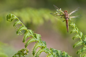 Libellula fulva (Libellulidae)  - Libellule fauve - Scarce Chaser  [France] 02/05/2011