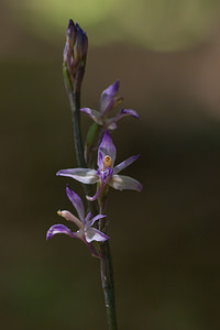 Limodorum abortivum (Orchidaceae)  - Limodore avorté, Limodore sans feuille, Limodore à feuilles avortées Marne [France] 25/05/2011 - 150m