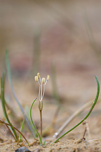 Littorella uniflora (Plantaginaceae)  - Littorelle à une fleur, Littorelle des étangs, Littorelle des lacs - Shoreweed Marne [France] 26/05/2011 - 250m