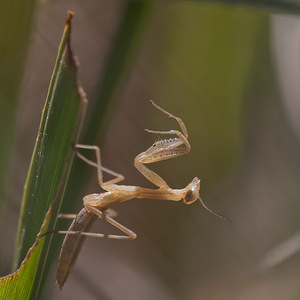 Mantis religiosa Mante religieuse Praying Mantis