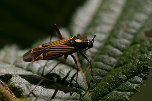 Miris striatus (Miridae)  - Fine Streaked Bugkin Nord [France] 21/05/2011 - 180m