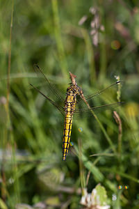 Orthetrum cancellatum (Libellulidae)  - Orthétrum réticulé - Black-tailed Skimmer Marne [France] 25/05/2011 - 90m