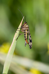 Panorpa vulgaris (Panorpidae)  Nord [France] 21/05/2011 - 180m