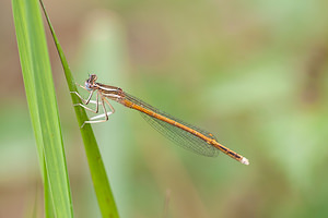 Platycnemis acutipennis (Platycnemididae)  - Agrion orangé  [France] 02/05/2011