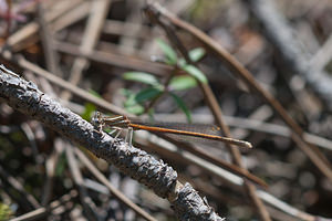 Platycnemis acutipennis (Platycnemididae)  - Agrion orangé  [France] 02/05/2011 - 10m