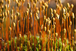 Polytrichum commune (Polytrichaceae)  - Common Haircap Ardennes [France] 21/05/2011 - 320m