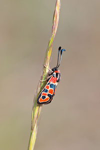 Zygaena fausta (Zygaenidae)  - Zygène de la Petite coronille - Chalk Burnet Dordogne [France] 03/05/2011 - 150m