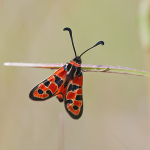 Zygaena fausta (Zygaenidae)  - Zygène de la Petite coronille - Chalk Burnet Dordogne [France] 03/05/2011 - 160m