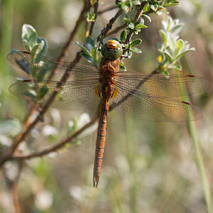 Aeshna isoceles (Aeshnidae)  - aeschne isocèle - Norfolk Hawker Pas-de-Calais [France] 04/06/2011 - 20m