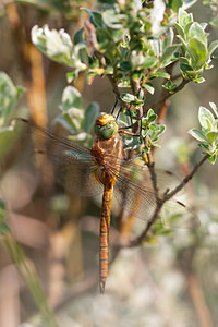 Aeshna isoceles (Aeshnidae)  - aeschne isocèle - Norfolk Hawker Pas-de-Calais [France] 04/06/2011 - 20m