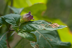 Atropa bella-donna (Solanaceae)  - Belladone, Bouton-noir, Atrope belladone - Deadly Nightshade Pas-de-Calais [France] 04/06/2011 - 20m