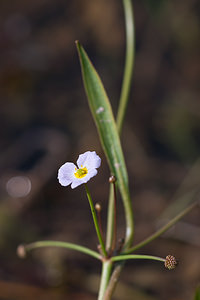 Baldellia ranunculoides Baldellie fausse Renoncule, Flûteau fausse renoncule Lesser Water-plantain