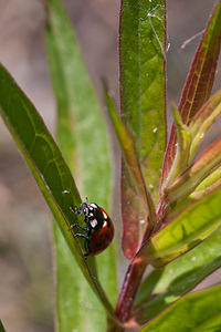 Coccinella septempunctata (Coccinellidae)  - Coccinelle à 7 points, Coccinelle, Bête à bon Dieu - Seven-spot Ladybird Nord [France] 02/06/2011 - 20m