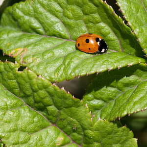 Coccinella septempunctata (Coccinellidae)  - Coccinelle à 7 points, Coccinelle, Bête à bon Dieu - Seven-spot Ladybird Nord [France] 03/06/2011 - 10m