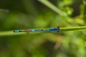 Coenagrion scitulum (Coenagrionidae)  - Agrion mignon - Dainty Damselfly Nord [France] 02/06/2011 - 40m