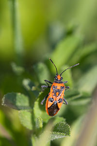 Corizus hyoscyami (Rhopalidae)  - Corise de la jusquiame - Scentless bug Nord [France] 11/06/2011 - 10m