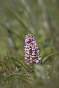 Dactylorhiza incarnata (Orchidaceae)  - Dactylorhize incarnat, Orchis incarnat, Orchis couleur de chair - Early Marsh-orchid Nord [France] 03/06/2011 - 10m