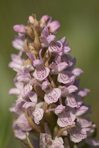 Dactylorhiza incarnata (Orchidaceae)  - Dactylorhize incarnat, Orchis incarnat, Orchis couleur de chair - Early Marsh-orchid Nord [France] 03/06/2011 - 10m