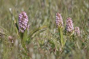 Dactylorhiza incarnata (Orchidaceae)  - Dactylorhize incarnat, Orchis incarnat, Orchis couleur de chair - Early Marsh-orchid Nord [France] 03/06/2011 - 10m