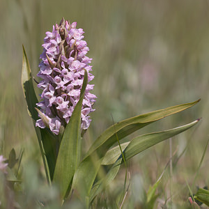 Dactylorhiza incarnata (Orchidaceae)  - Dactylorhize incarnat, Orchis incarnat, Orchis couleur de chair - Early Marsh-orchid Nord [France] 03/06/2011 - 10m