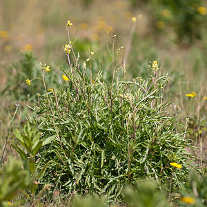 Diplotaxis tenuifolia (Brassicaceae)  - Roquette sauvage - Perennial Wall-rocket Nord [France] 11/06/2011 - 10mComestible en salade (fausse roquette)