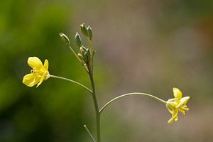 Diplotaxis tenuifolia (Brassicaceae)  - Roquette sauvage - Perennial Wall-rocket Nord [France] 11/06/2011 - 10mComestible en salade (fausse roquette)