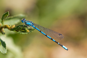 Enallagma cyathigerum (Coenagrionidae)  - Agrion porte-coupe - Common Blue Damselfly Nord [France] 02/06/2011 - 40m