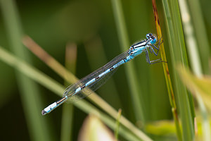 Enallagma cyathigerum (Coenagrionidae)  - Agrion porte-coupe - Common Blue Damselfly Nord [France] 11/06/2011 - 10m