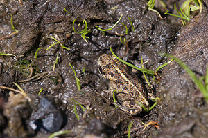 Epidalea calamita (Bufonidae)  - Crapaud calamite - Natterjack Nord [France] 02/06/2011 - 20m