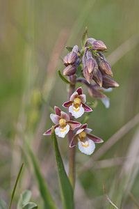 Epipactis palustris (Orchidaceae)  - Épipactis des marais - Marsh Helleborine Pas-de-Calais [France] 04/06/2011 - 10m